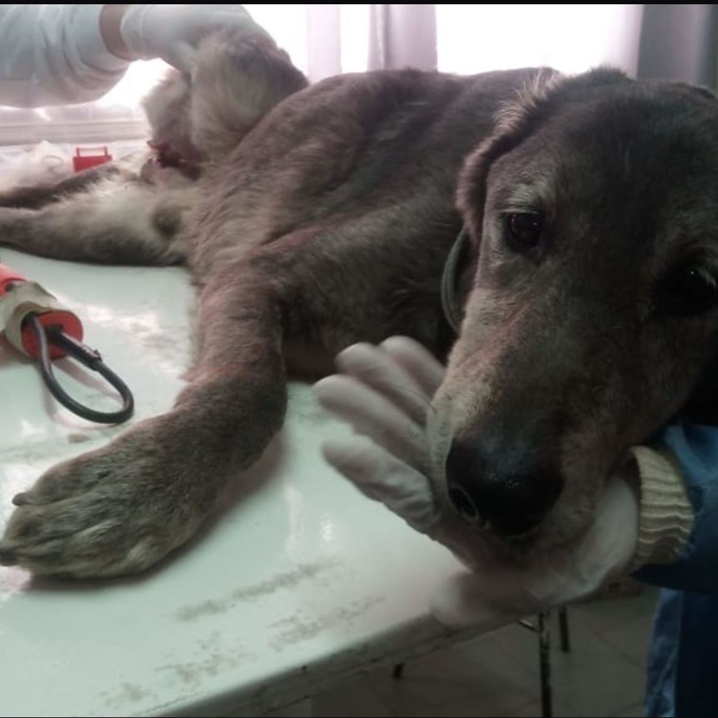 zoonosis
